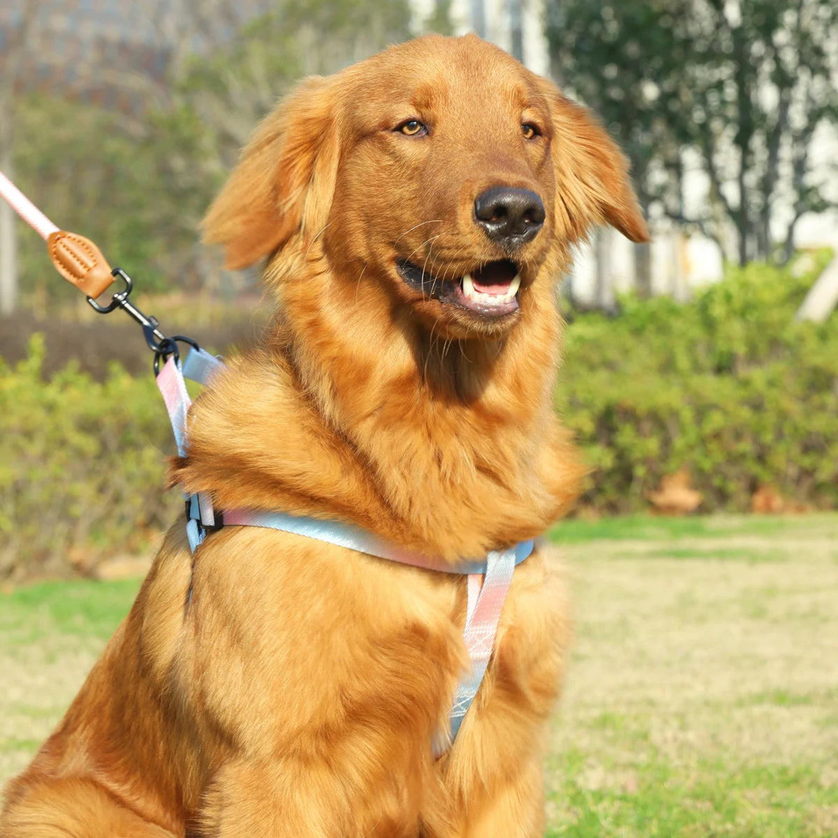 A Set Of Colorful Pet Harness With Leash, Dog Leash